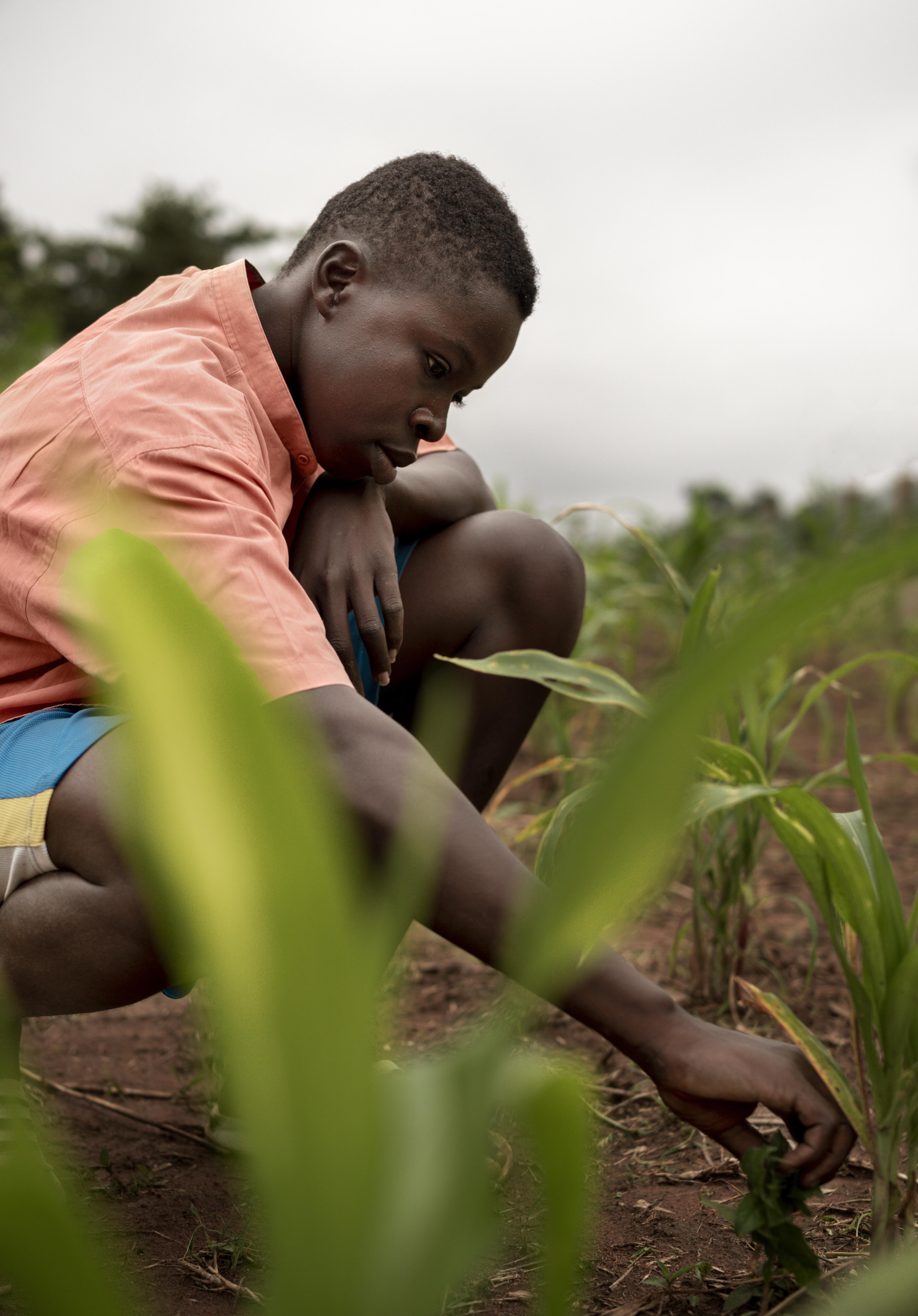 AI-Powered Agricultural Risk Assessment